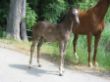 Bilder 13.06.2009 005.JPG