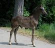 Bilder 13.06.2009 010.JPG