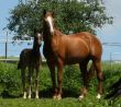Bilder 13.06.2009 056.JPG
